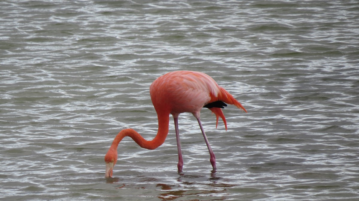 American Flamingo - ML533148861