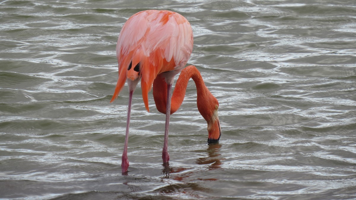 American Flamingo - ML533148991