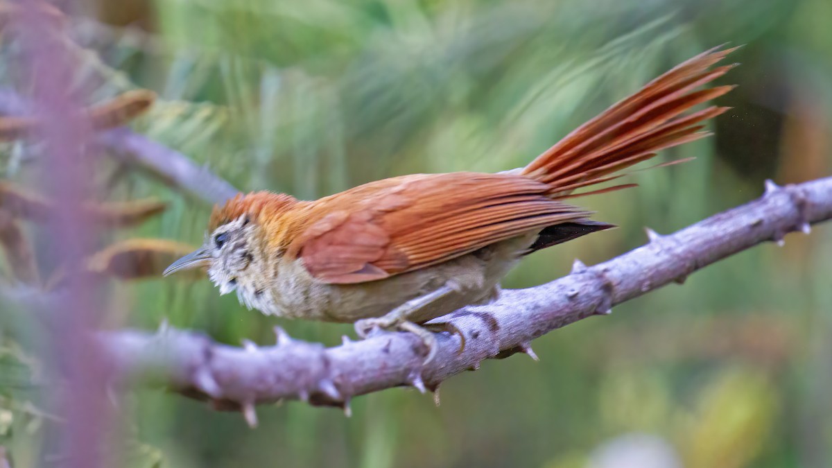 Rusty-backed Spinetail - ML533155951