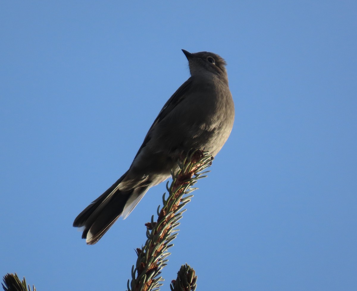Townsend's Solitaire - ML533160611