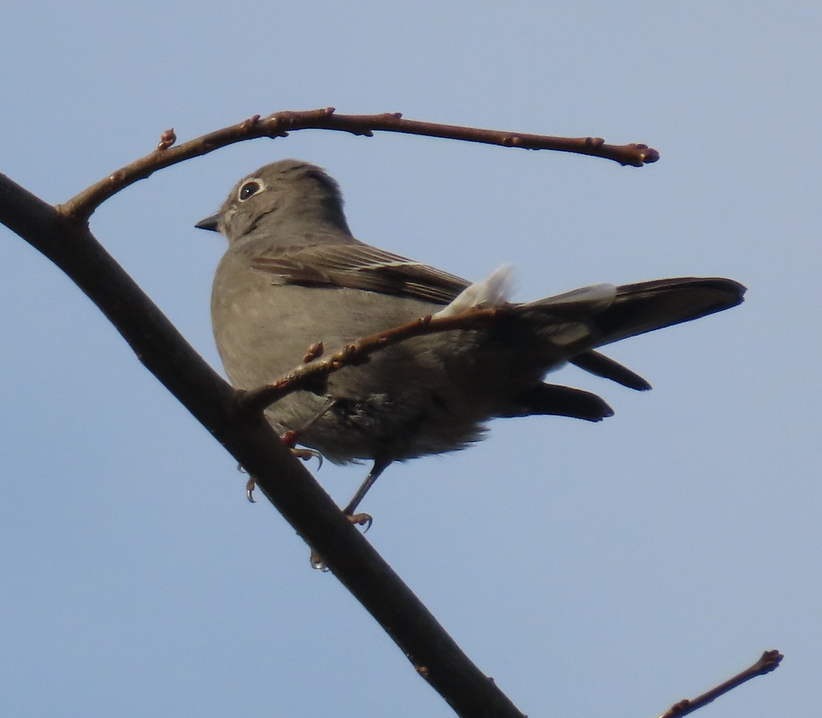 Townsend's Solitaire - ML533160661