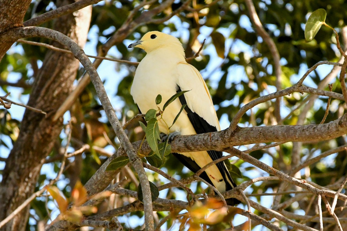 Pied Imperial-Pigeon - ML533168341