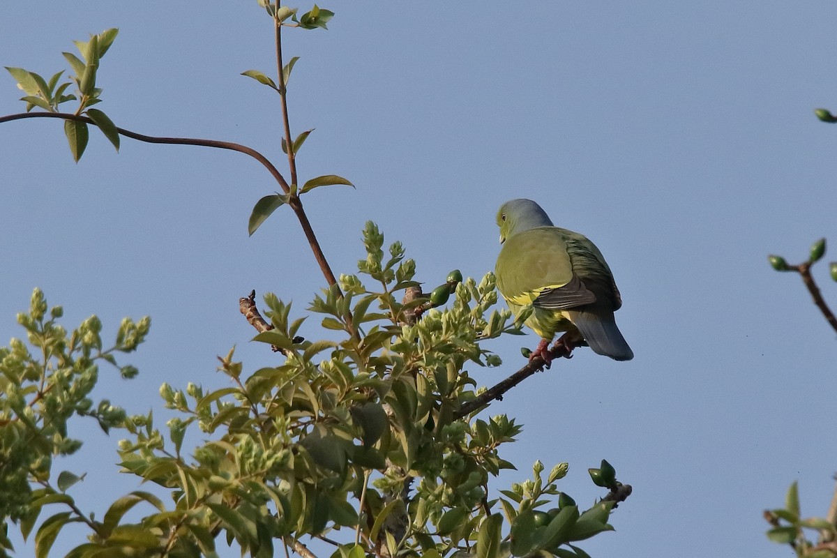 Gray-fronted Green-Pigeon - Harshith JV