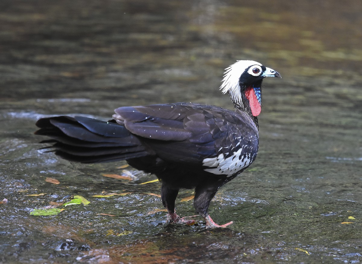 Black-fronted Piping-Guan - ML533185921