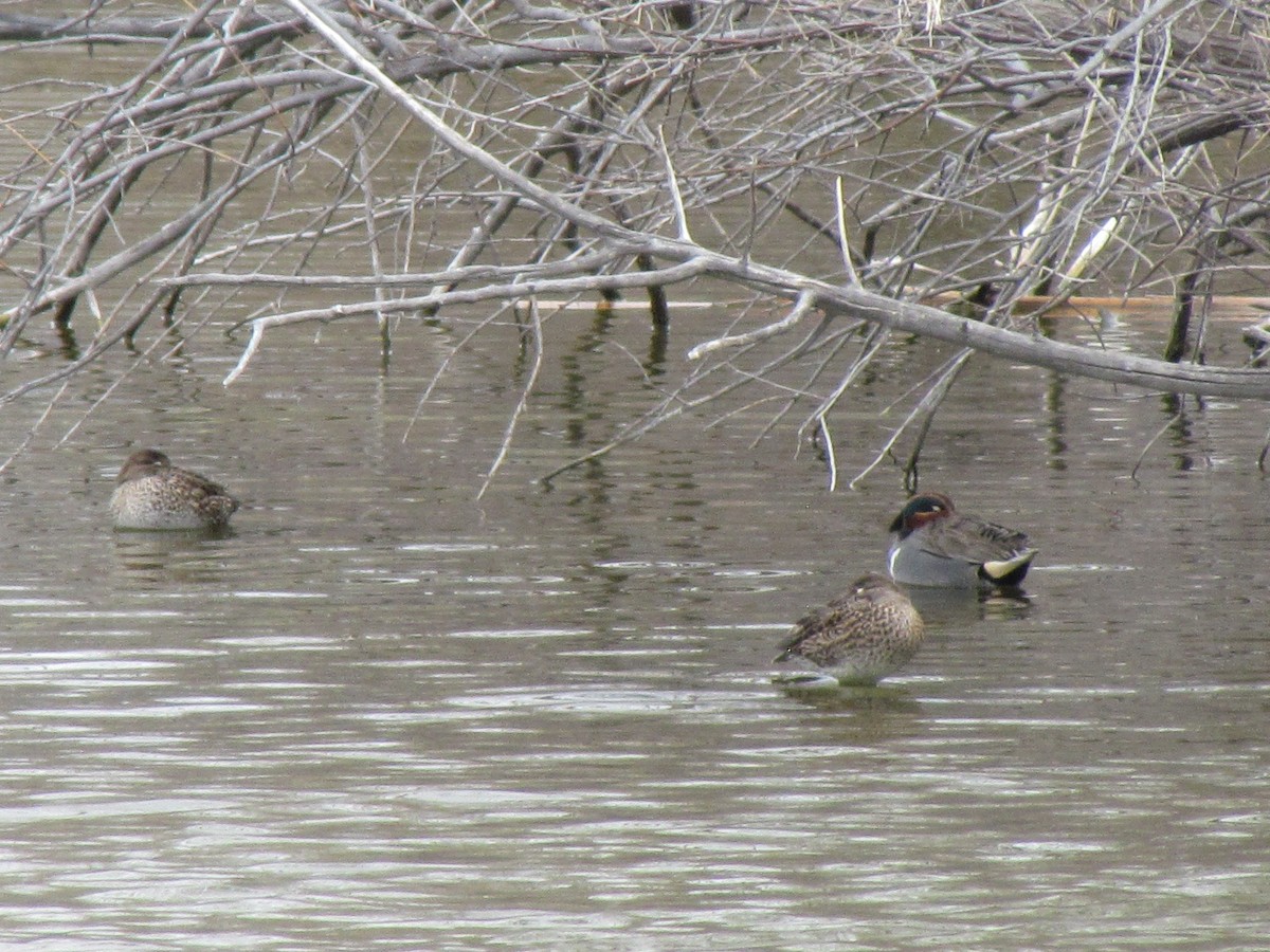 Green-winged Teal - ML53318941