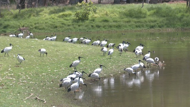 ibis australský - ML533189411