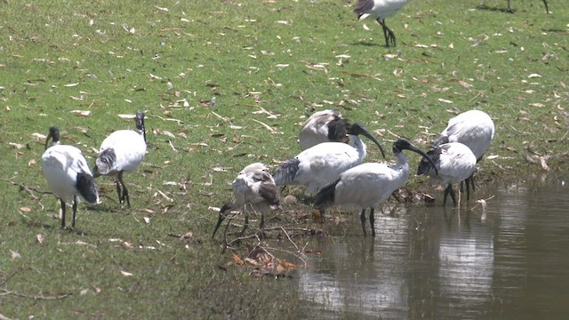 ibis australský - ML533189961