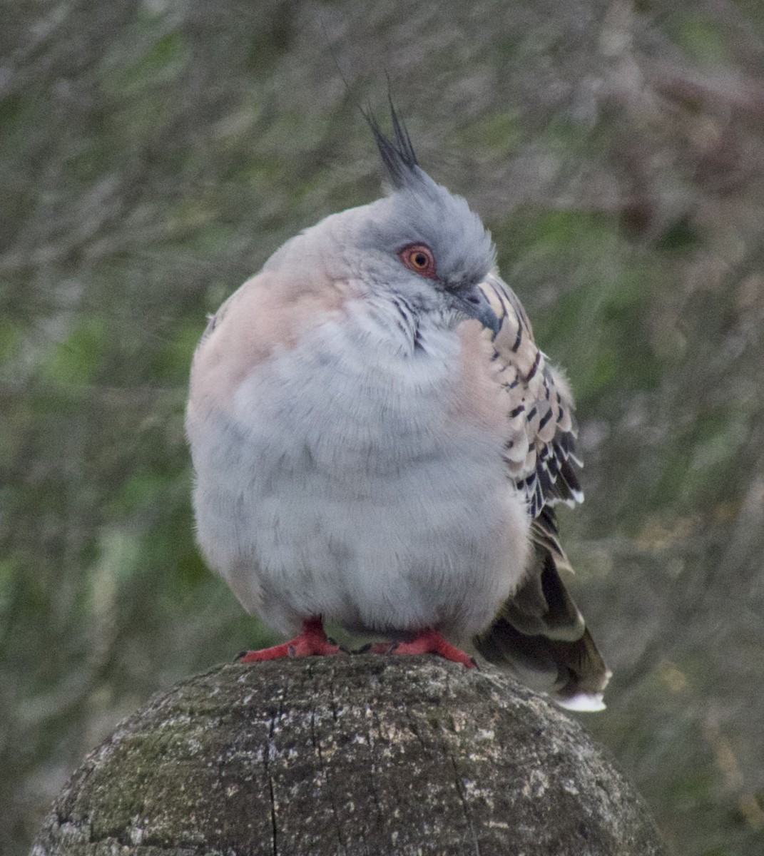 Crested Pigeon - ML533192631