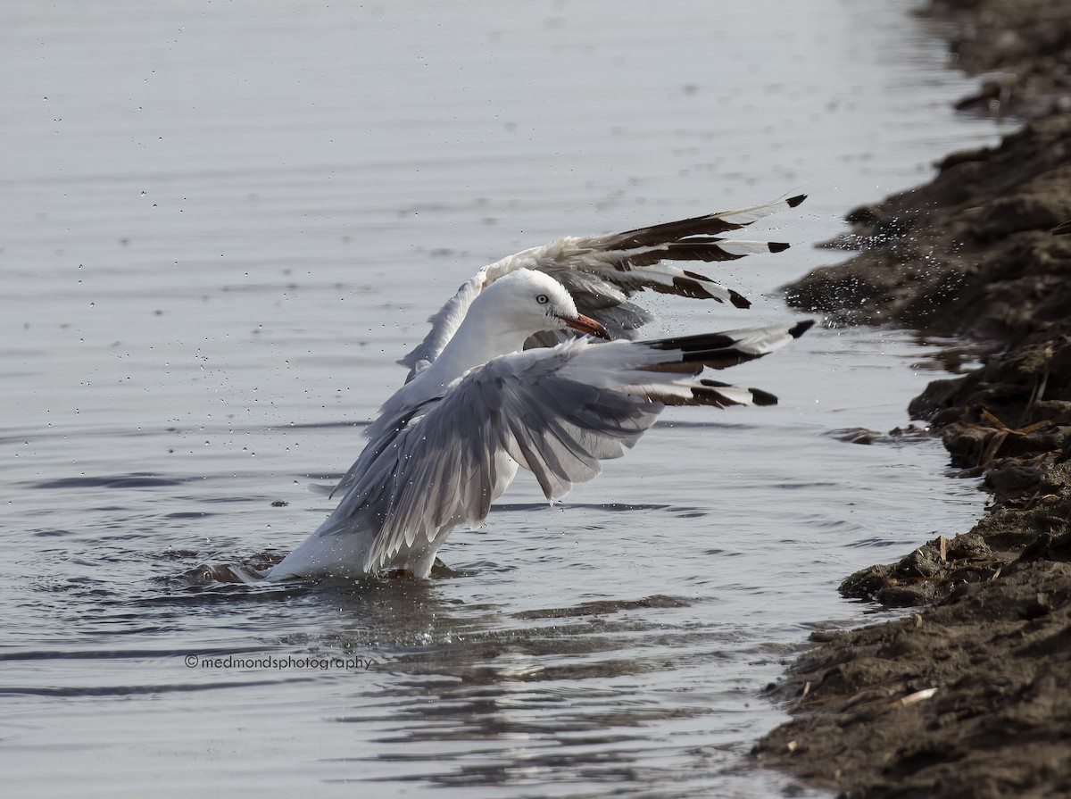 eBird Australia Checklist - 9 Feb 2023 - Wynnum Esplanade at Penfold ...