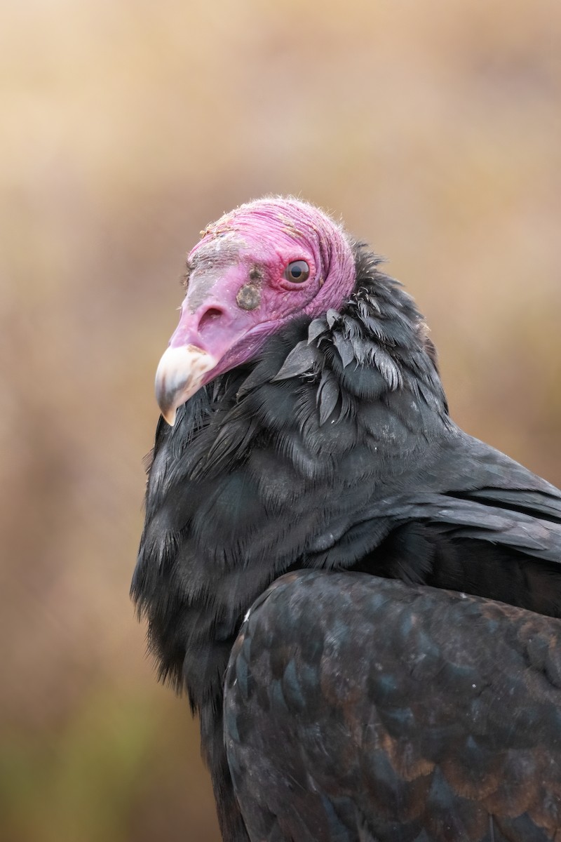 Turkey Vulture - ML533194871