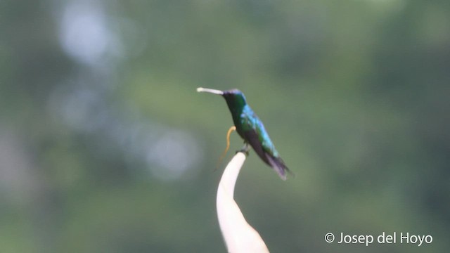kolibřík safírovohrdlý - ML533198291