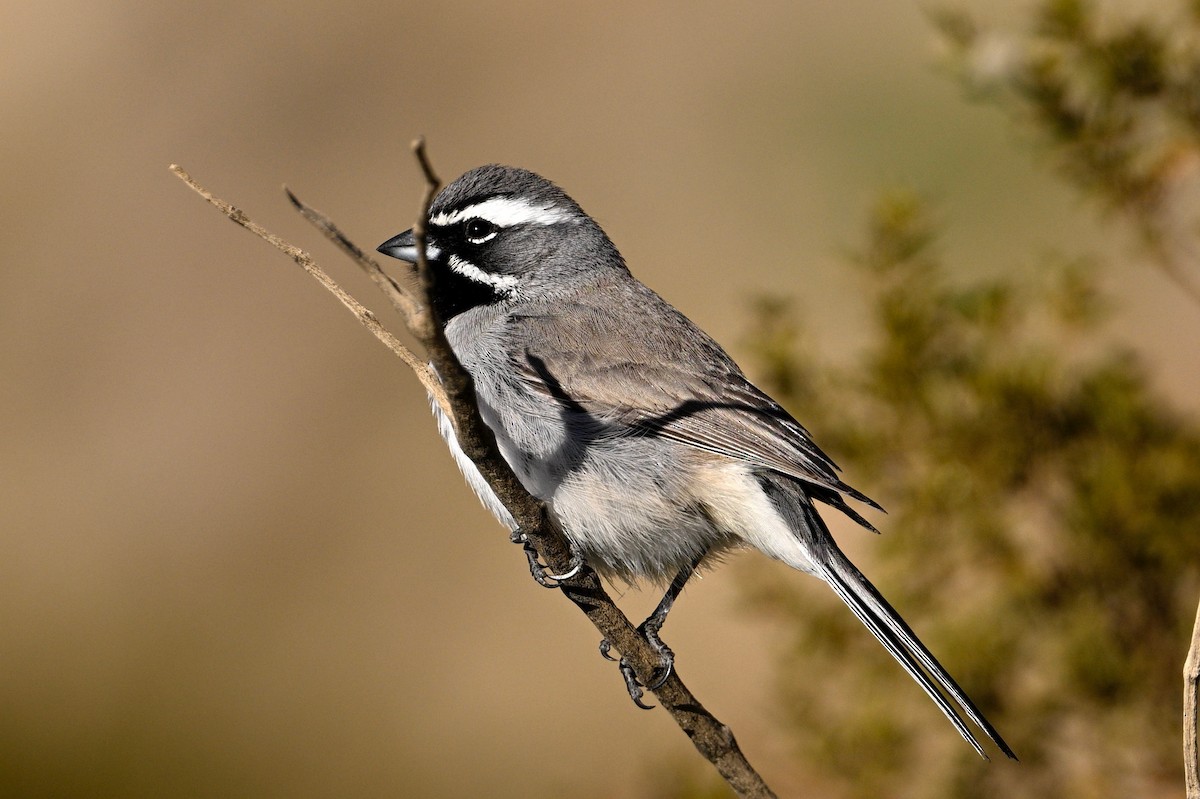 Black-throated Sparrow - John Dumlao