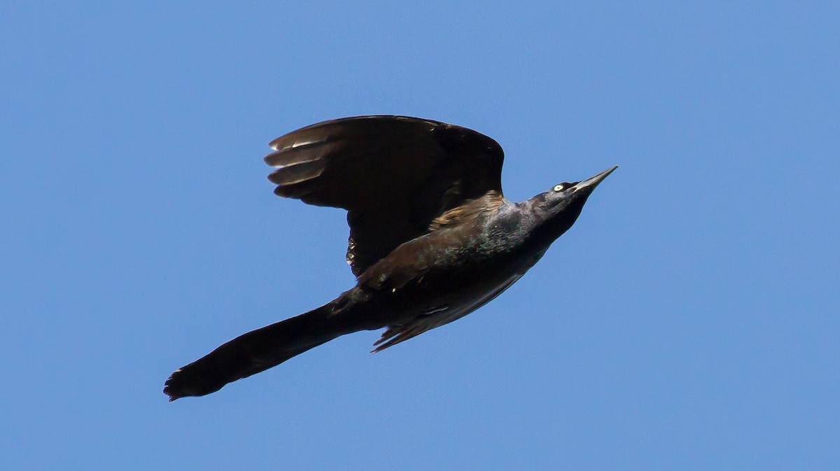 Great-tailed Grackle - ML53320161
