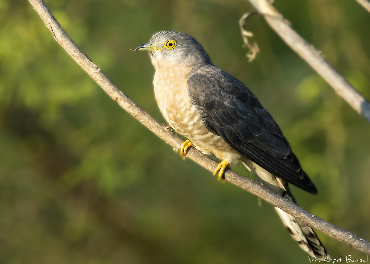 Common Hawk-Cuckoo - Arpit Bansal