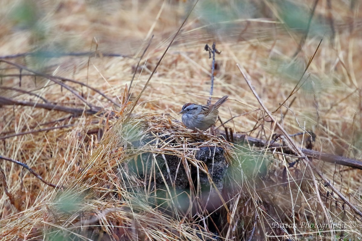 Swamp Sparrow - ML53320411