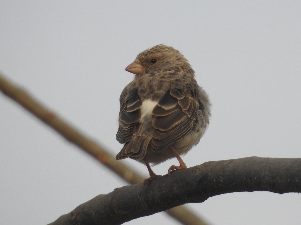 White-rumped Seedeater - ML533205011