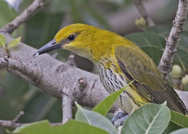 Golden Oriole  Animal Wildlife