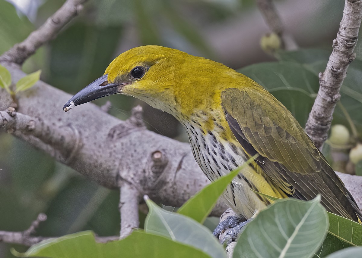 Indian Golden Oriole - ML533205391
