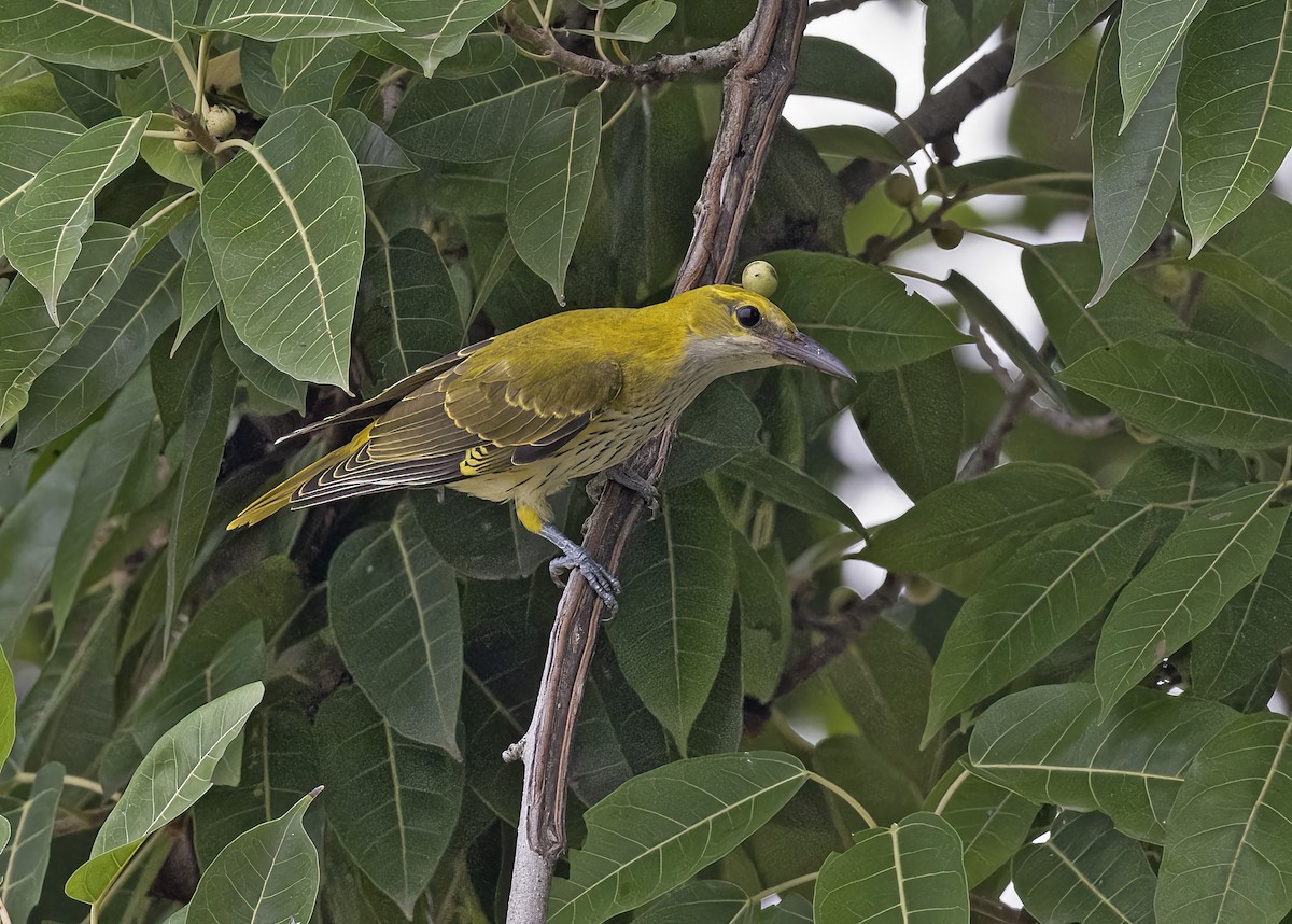 Indian Golden Oriole - ML533205401