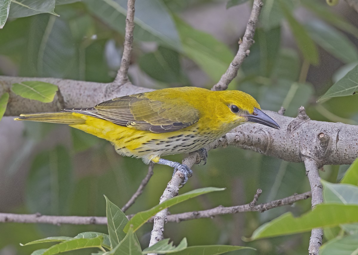 Indian Golden Oriole - ML533205411