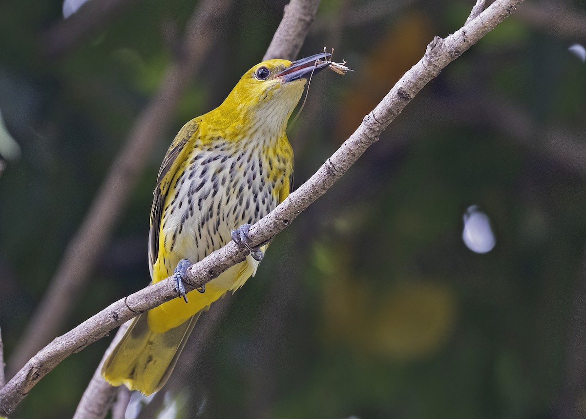 Indian Golden Oriole - ML533205421