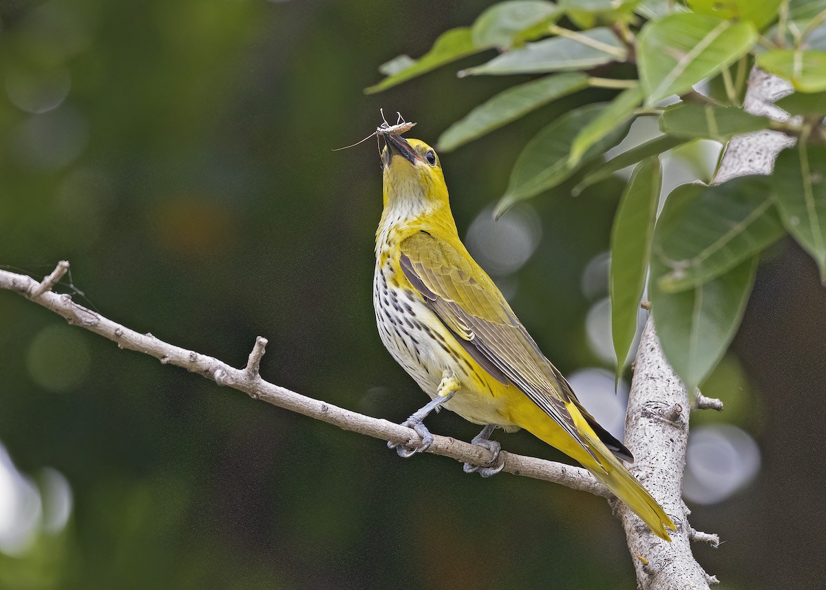 Indian Golden Oriole - ML533205431
