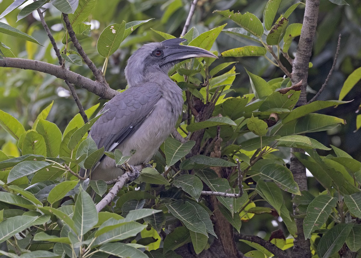 Indian Gray Hornbill - ML533205501