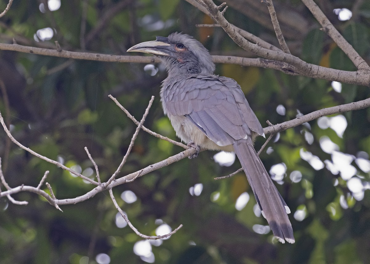 Indian Gray Hornbill - ML533205511
