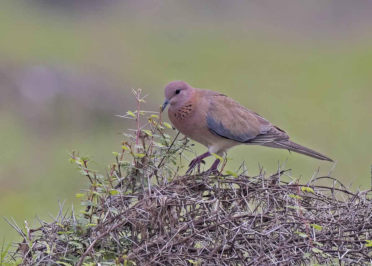 Laughing Dove - ML533205771
