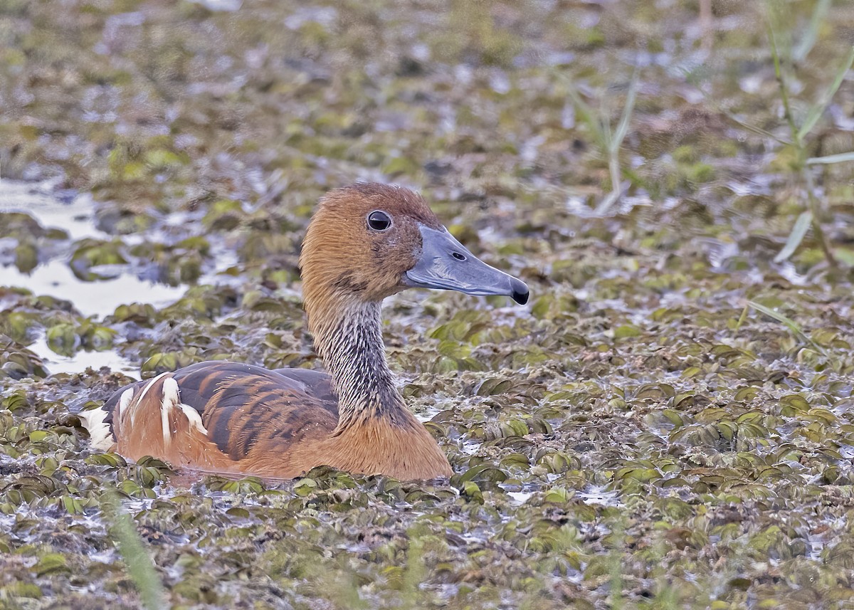 Fulvous Whistling-Duck - ML533206651