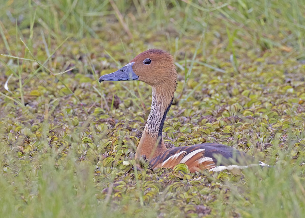 Fulvous Whistling-Duck - ML533206671