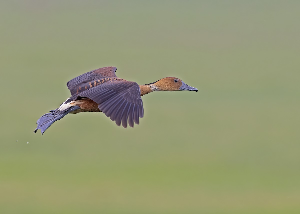 Fulvous Whistling-Duck - ML533206681