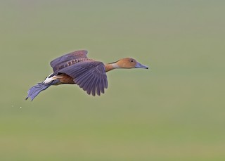Fulvous Whistling-Duck, ML533206681