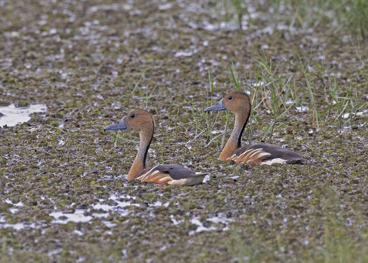 Fulvous Whistling-Duck - ML533206691