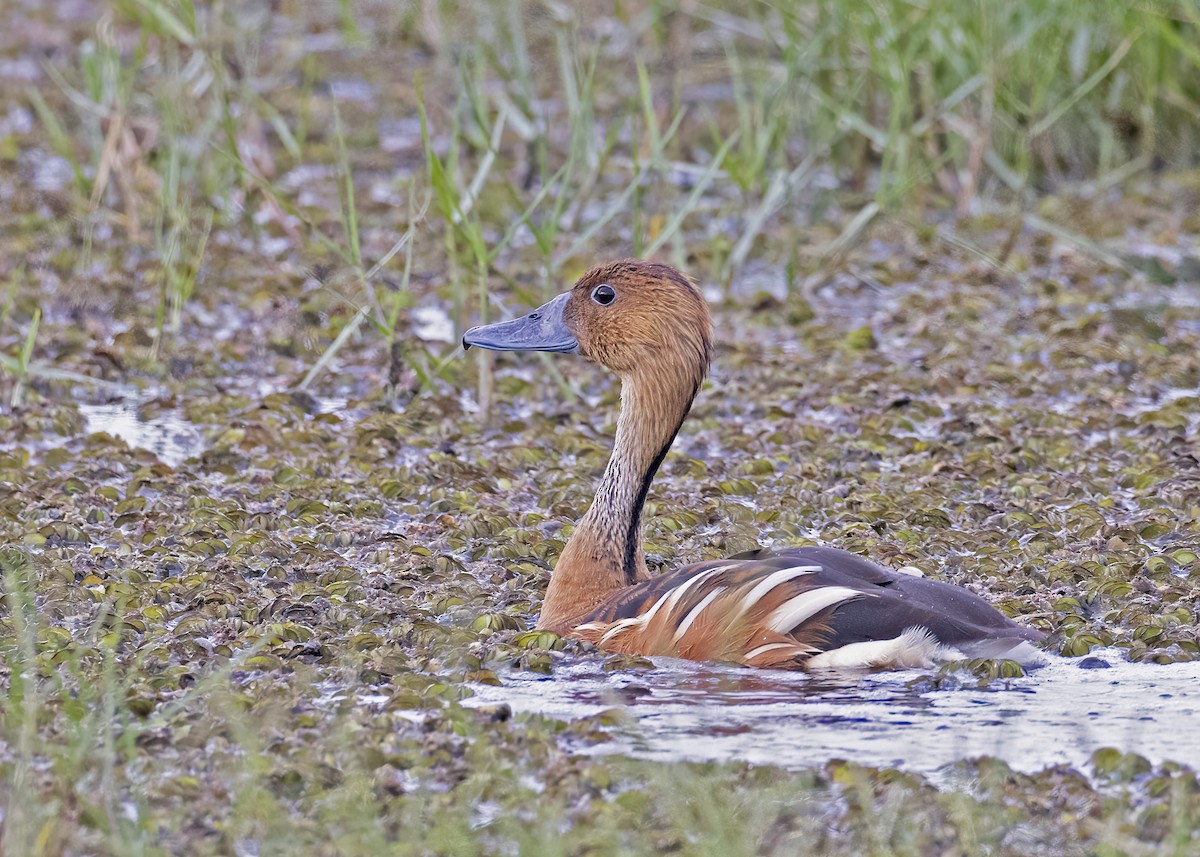Fulvous Whistling-Duck - ML533206701