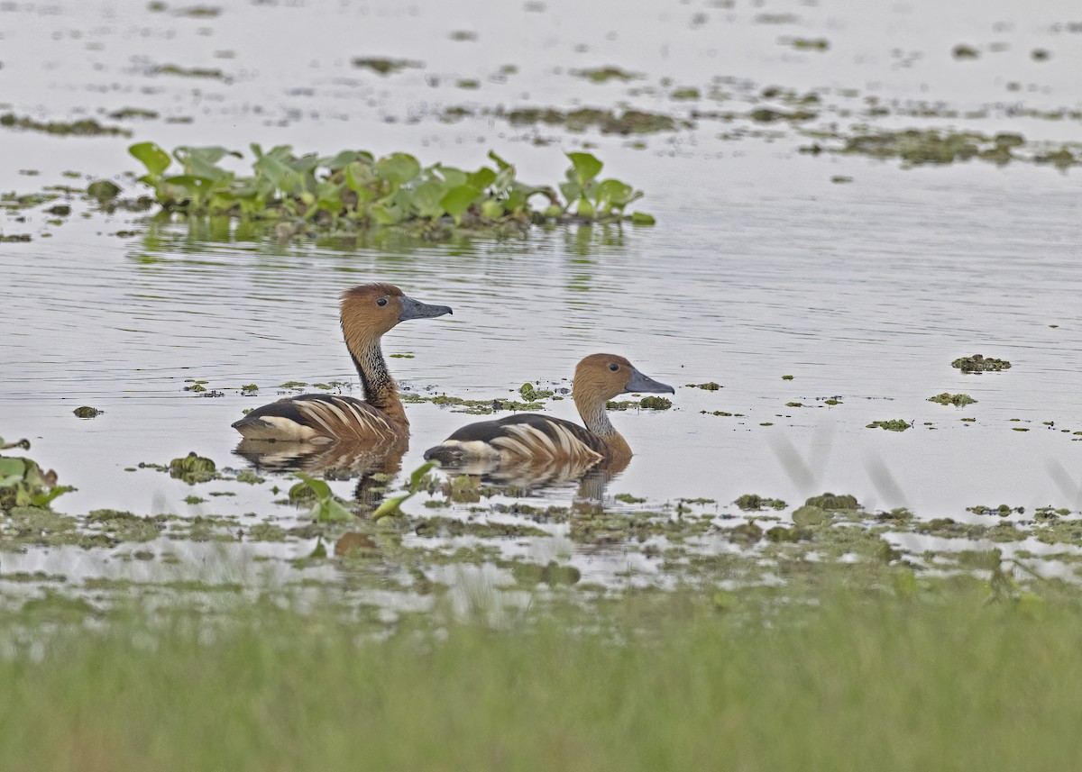 Fulvous Whistling-Duck - ML533206721