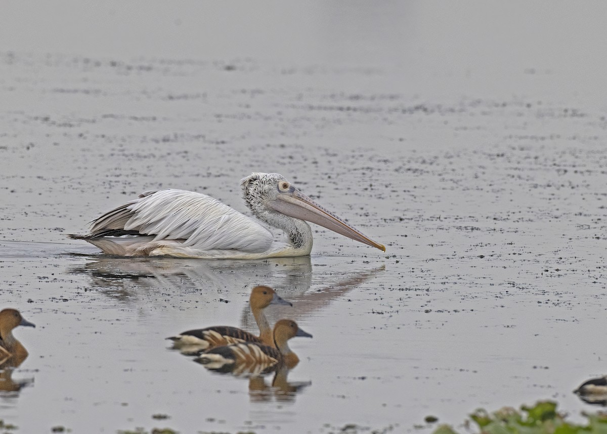 Spot-billed Pelican - ML533206881