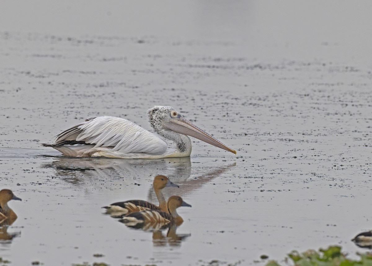 Spot-billed Pelican - ML533206881