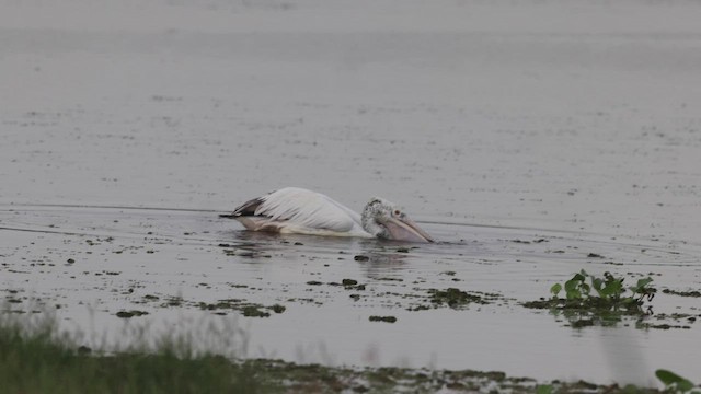 Pélican à bec tacheté - ML533206901