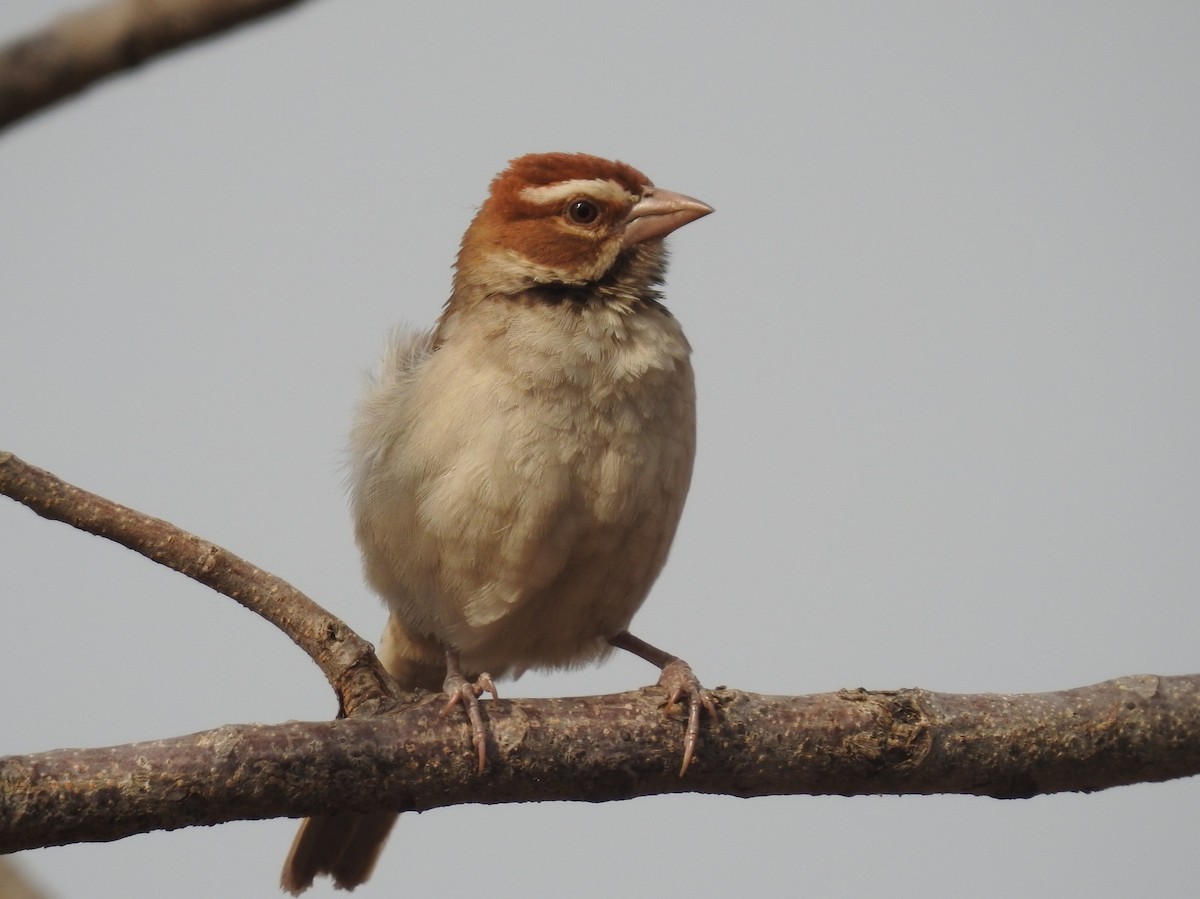 Chestnut-crowned Sparrow-Weaver - David Cristóbal Huertas