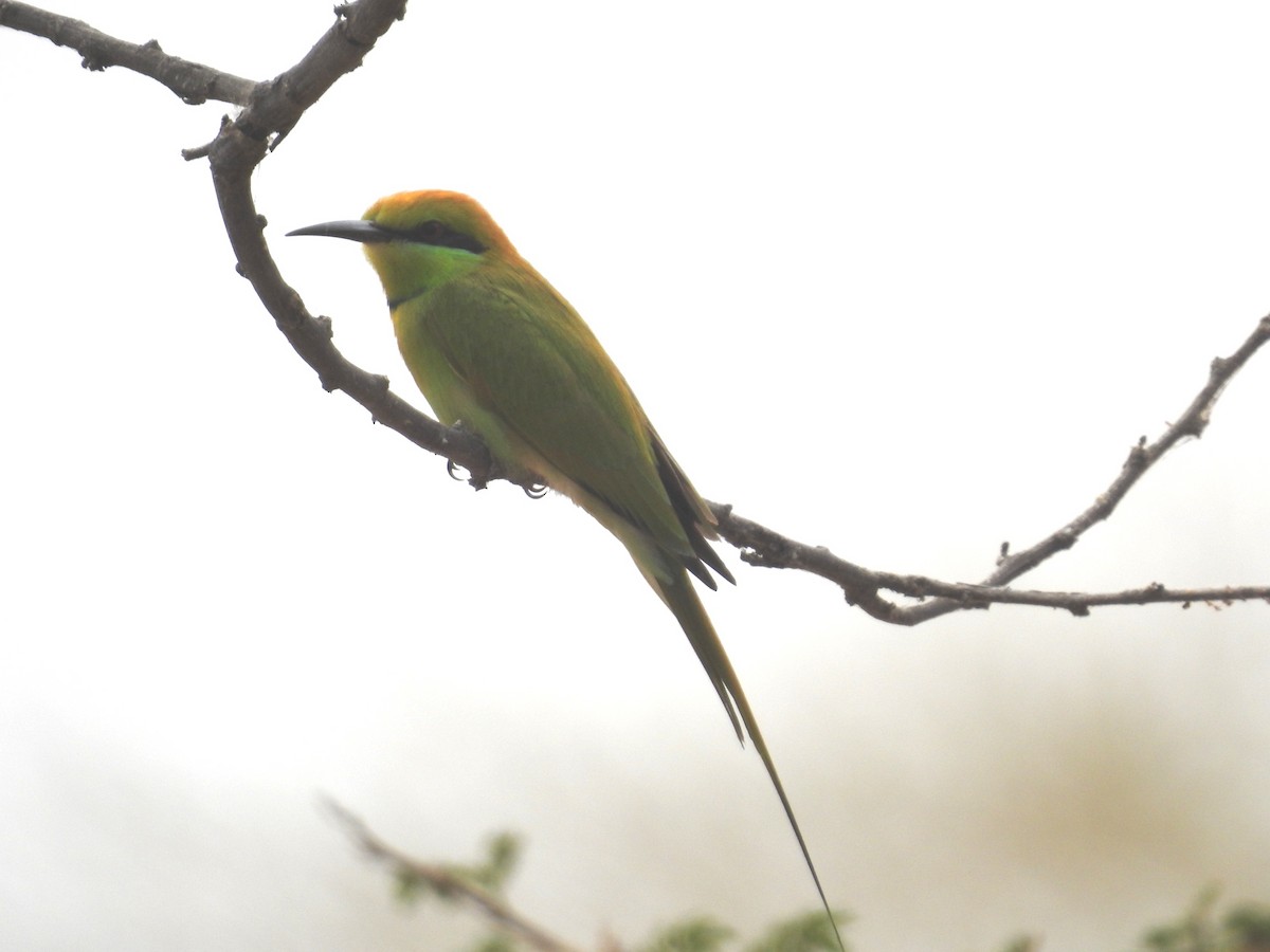 African Green Bee-eater - ML533208921