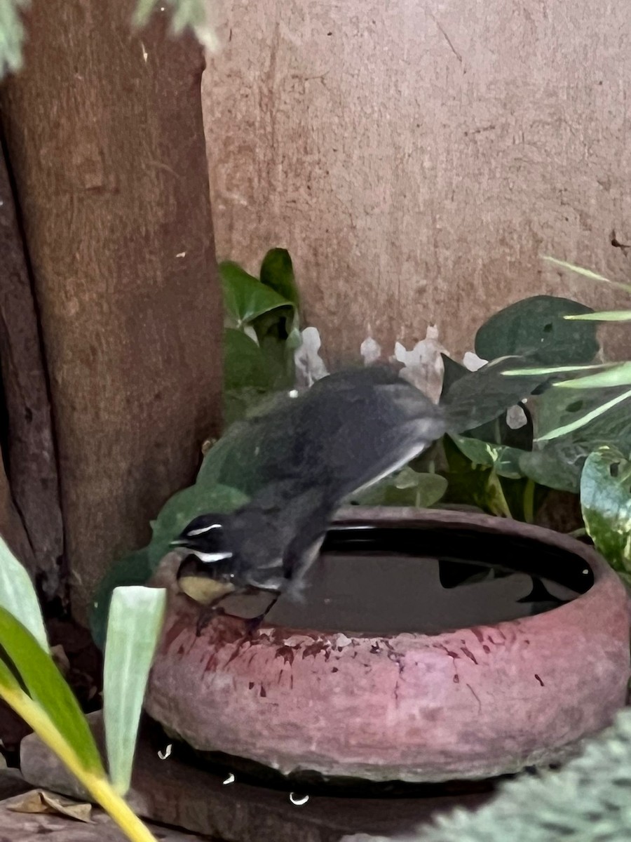 Spot-breasted Fantail - ML533209691