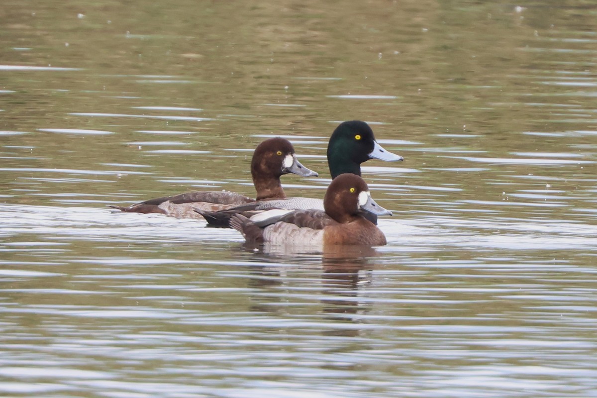Greater Scaup - ML533210681