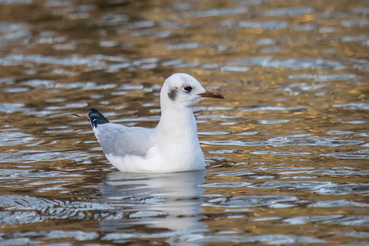 Mouette rieuse - ML533213071