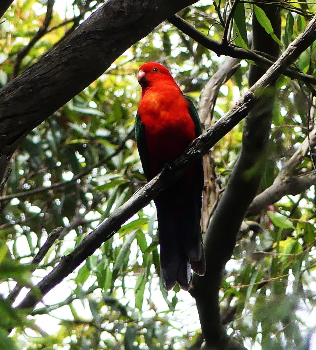 Australian King-Parrot - ML533217121