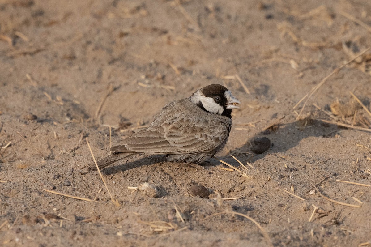 Black-crowned Sparrow-Lark - ML533223361