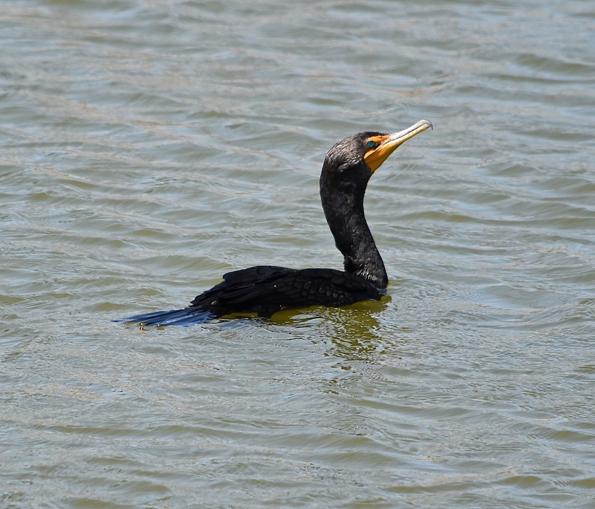 Double-crested Cormorant - Michael Brower