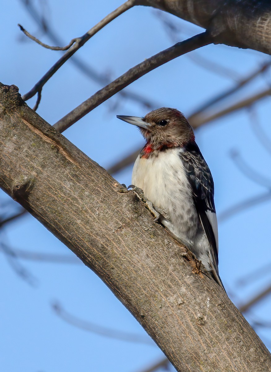 Red-headed Woodpecker - ML533227711