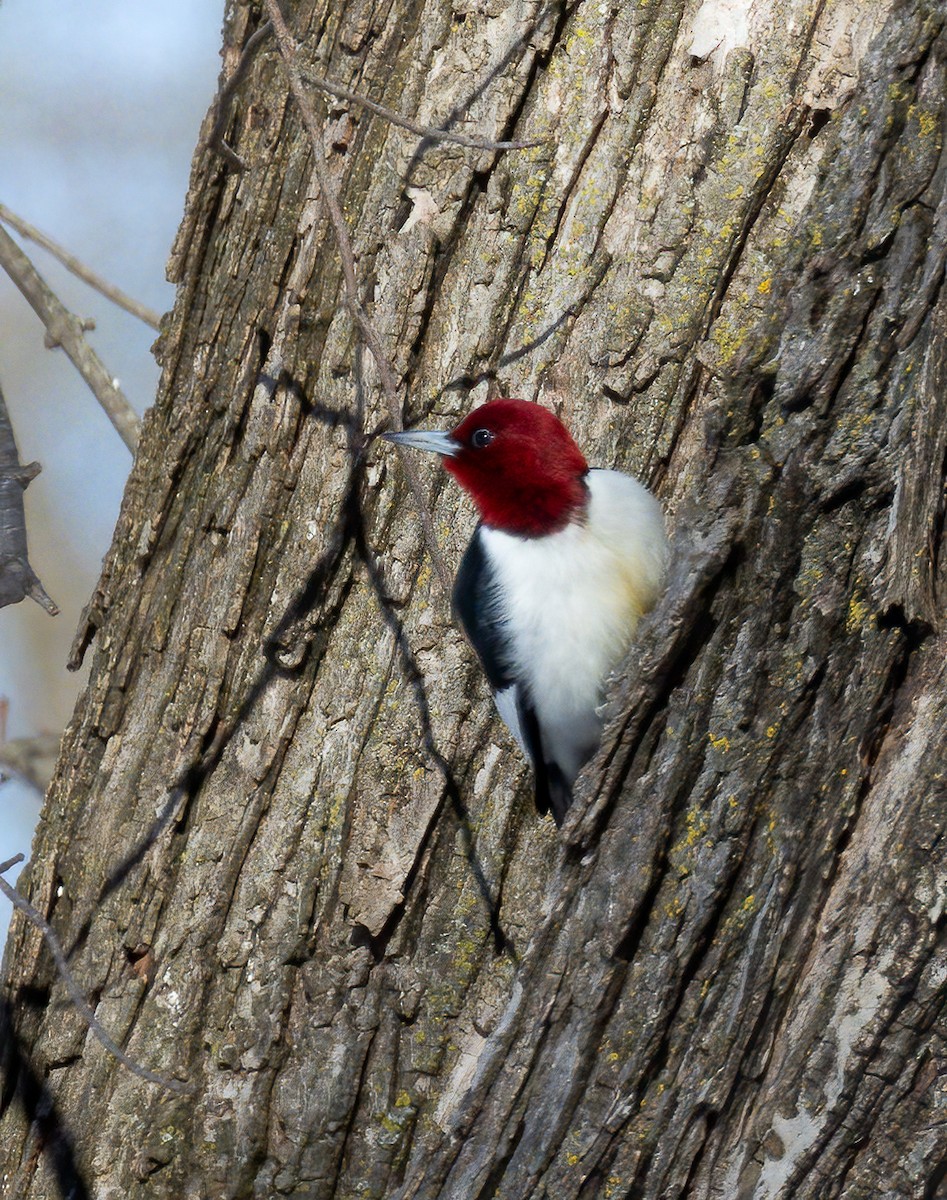 Red-headed Woodpecker - ML533227721