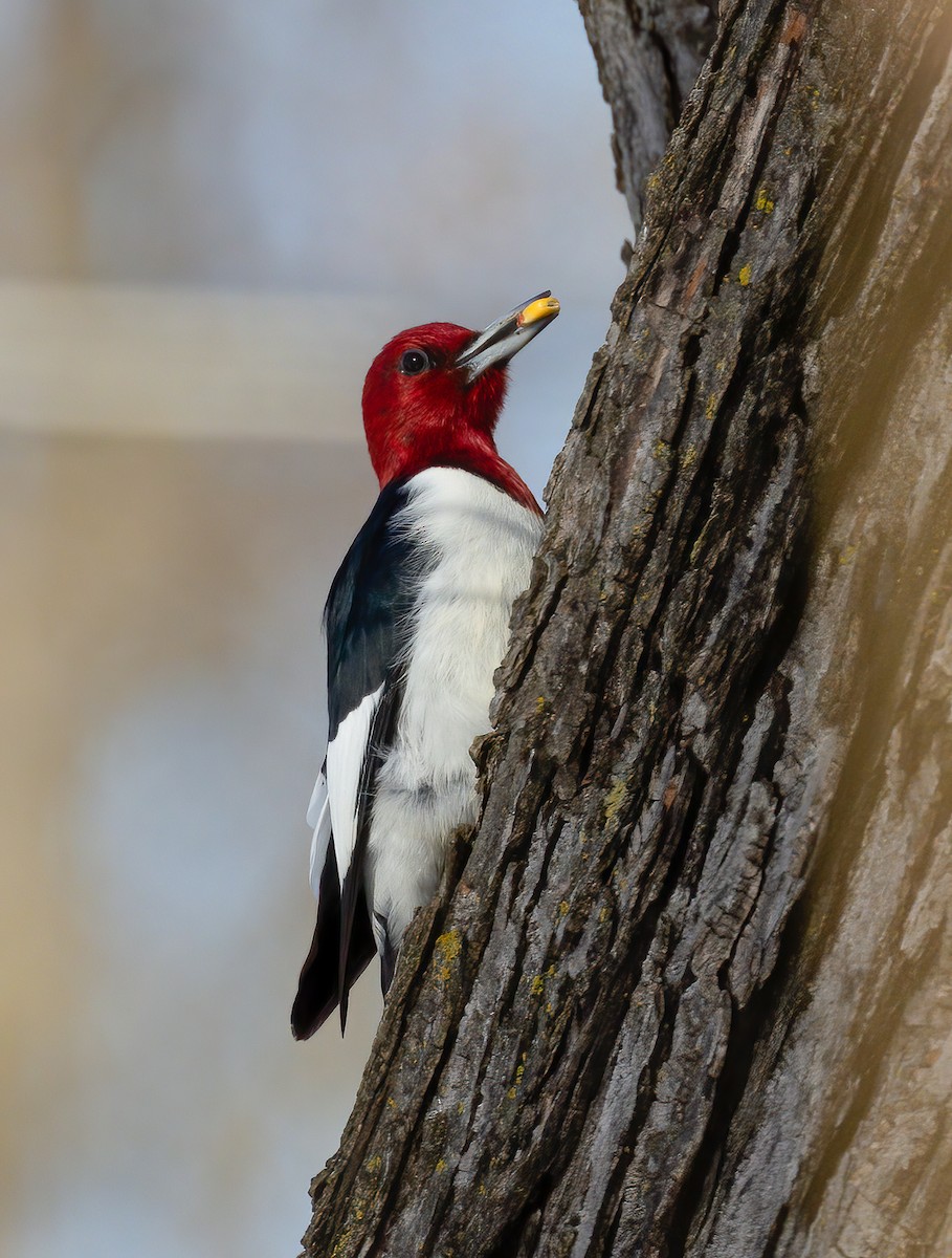 Red-headed Woodpecker - ML533227731